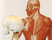 Anatomi-kursus