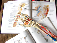 Anatomi læsning